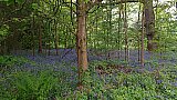 Banstead Wood - Banstead Bluebells Walk - SWVR Photos